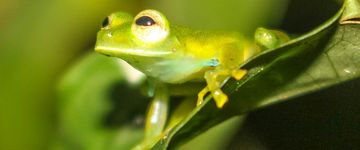 emerald-glass-frog-3