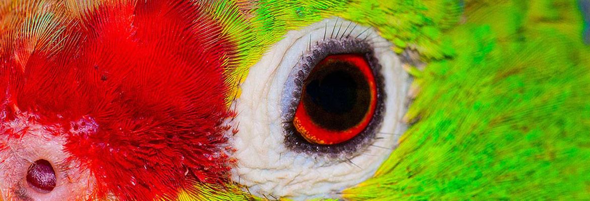 red lored parrot ammazona autumnalils 1