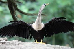 An adult anhinga dries its wings on March 11, 2013. These waterfowl have less oil on their wings than regular birds making them more adept at swimming, but also taking more time to dry.
