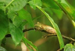 A gladiator frog rests on the branch along the Main Trail on June 30, 2013. These frogs, usually found in rainforest canopy, get their names for the bony spine that protrudes from the male's hands used for fighting with other males.