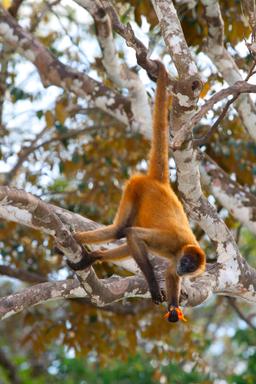 spider monkey curu refuge