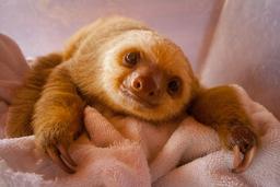 baby two toed sloth rescue center