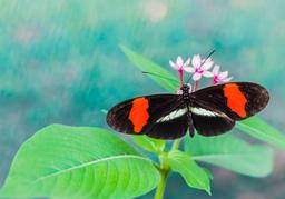 black red white butterfly las palmas butterfly garden near puerto jimenez