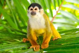 endangered squirrel monkey looking up