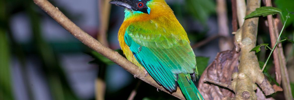 sleeping motmot night walk monteverde
