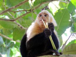 A capuchin monkey chews on the leaf of a bromeliad to suck out the moisture on June 30, 2013.