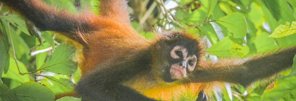 spider monkey corcovado national park la leona station costa rica