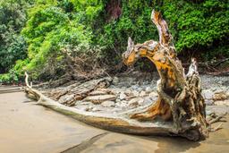 Gnarled driftwood sunk into the soft sand of Pinuelas Beach on August 24, 2013.