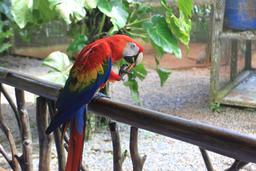A scarlet macaw eats a snack at the Jimenez's home on the Nauyaca Waterfalls horseback tour on August 9, 2013.