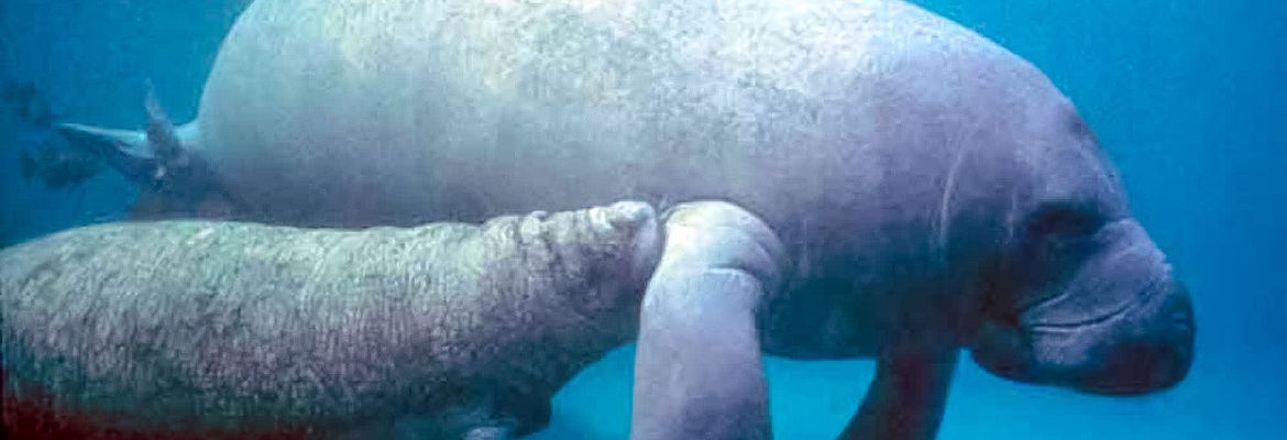 manatees