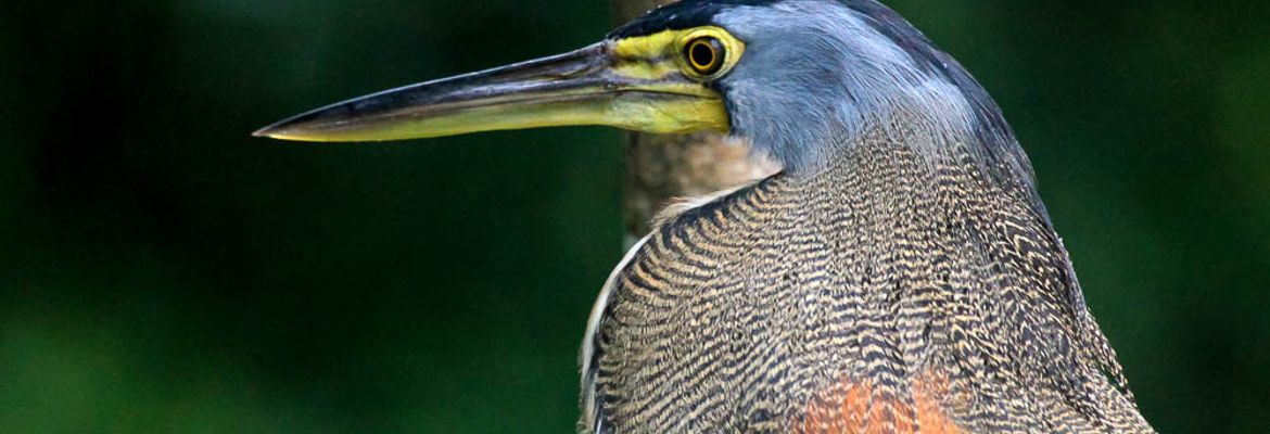 tortuguero national park attraction tiger heron 12