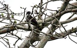 A grey headed Kite scouts from the treetops on March 9, 2013.