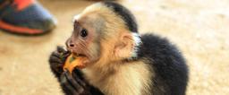 dominical in pictures white faced monkey 18