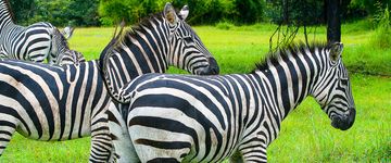 chapman-zebra-africa-mia-liberia-1