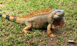 anhinga lodge green iguana on the grass