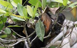 A baby howler monkey hangs off its mother's back on March 9, 2013. Only the alpha male can mate with females of the troupe.