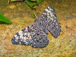 clipper butterfly on a rock waterfall gardens