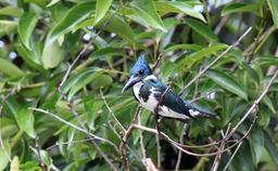 A female Amazon kingfisher perches on a branch over the river scouring the waters for fish on March 9, 2013.