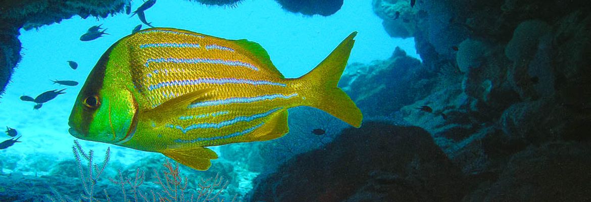 fish underwater cave