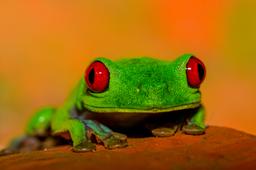 red eye green tree frog playa nicueza 6