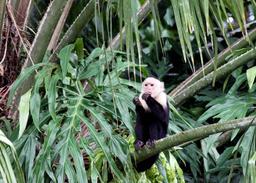 A capuchin monkey peels and eats a fruit while staring out from a palm tree on March 9, 2013.