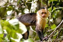 white face monkey staring at camera tortuguero