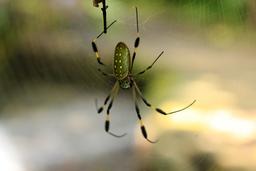 A golden silk weaver spider waits in its web beside the Main Trail on June 30, 2013.
