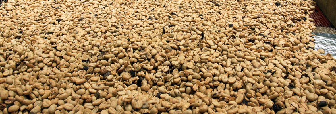 helaconia ranch coffee beans 4