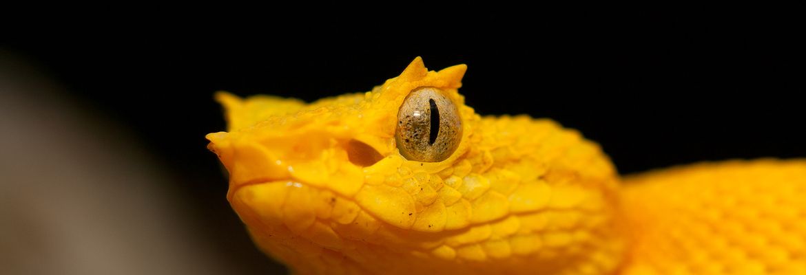 pitviper snake face closeup at cahuita national park