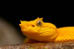 pitviper snake face closeup at cahuita national park