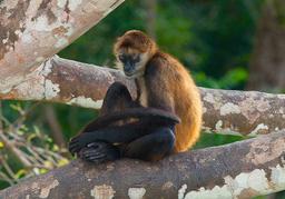 lone spider monkey on tree branch