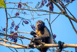 howling howler monkey howling