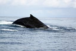 A humpback whale breaches the surface for air off the coast of Ballena National Marine Park on August 22, 2013.
