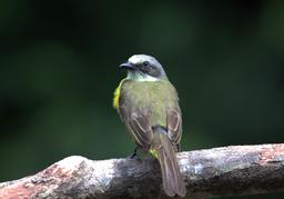 A yellow social flycatcher perches on a log on March 22, 2013.