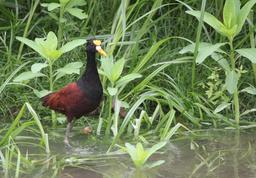 A jacana wades in the river at Cano Negro on March 9, 2013. The reserve is one of only two nesting places in Costa Rica for this endangered species.