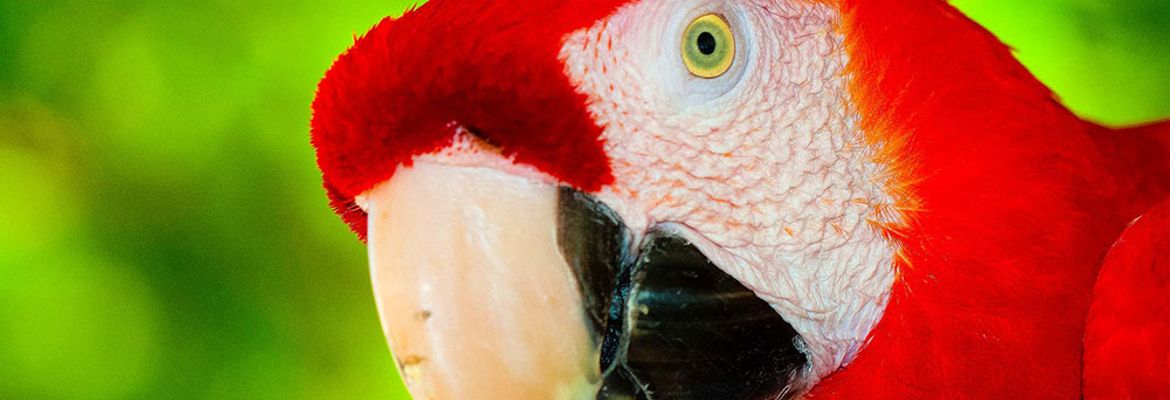 scarlet macaw