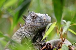 An iguana hangs out in a tree near the Las Iguanas restaurant on March 9, 2013. The restaurant is a pit stop on the way to Cano Negro.