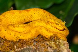 yellow pit viper on tree trunk monteverde