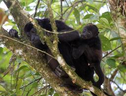 A baby howler monkey clings to his mother on March 22, 2013. Female monkeys only mate with the alpha male, making this little guy one of his progeny.