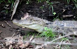 A baby caiman basks in the sunlight on the shore on March 9, 2013. Caimans grow up to 13 feet, feed on fish and are less aggressive than alligators or crocodiles.