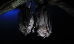 Fruit eating bat pair at the Bat Jungle Monteverde on April 14, 2013.
