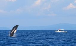 whale watching tour breeching whale 1