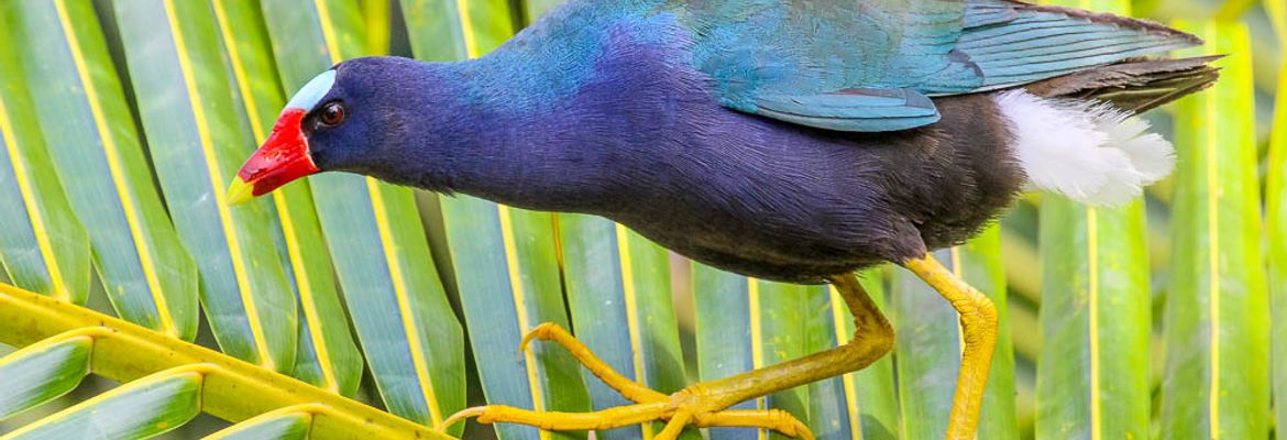 purple gallinule on sierpe mangler