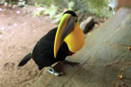 A chestnut mandible toucan looks curiously into the camera on a tour at the Jaguar Rescue Center on Oct. 9, 2013.