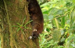 selvetura coati 5