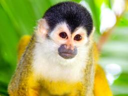 squirrel monkey face closeup