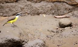 A great kiskadee, usually vegetarian, will occasionally search in shallow waters for tadpoles and small fish on March 22, 2013.