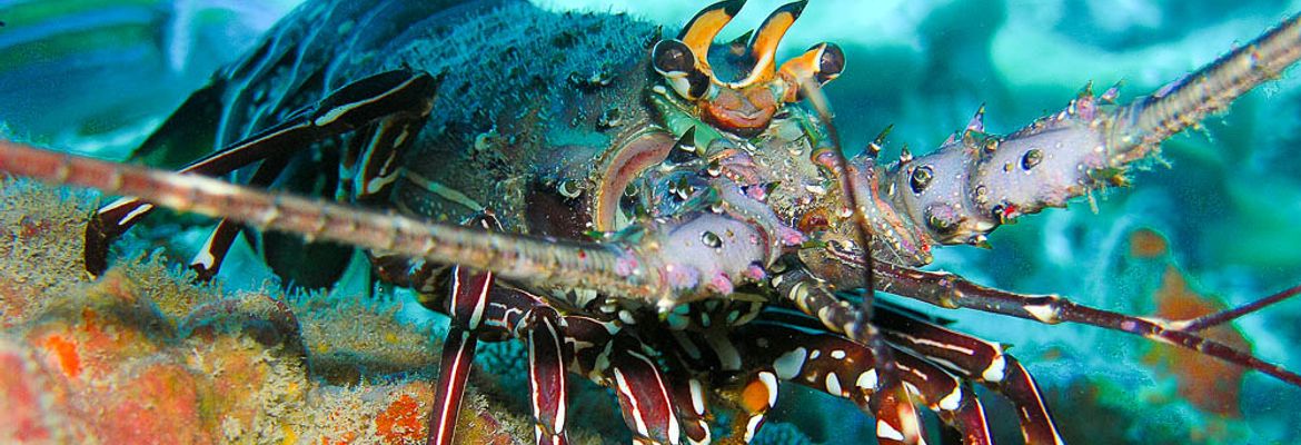 lobster underwater 3