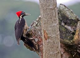 A lineated woodpecker, colloquially known Costa Rica the 'carpenter' bird, searches for food on March 9, 2013.