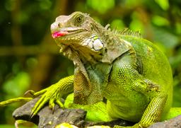 green iguana sticking its toungue out at gringo curts restaurant 36